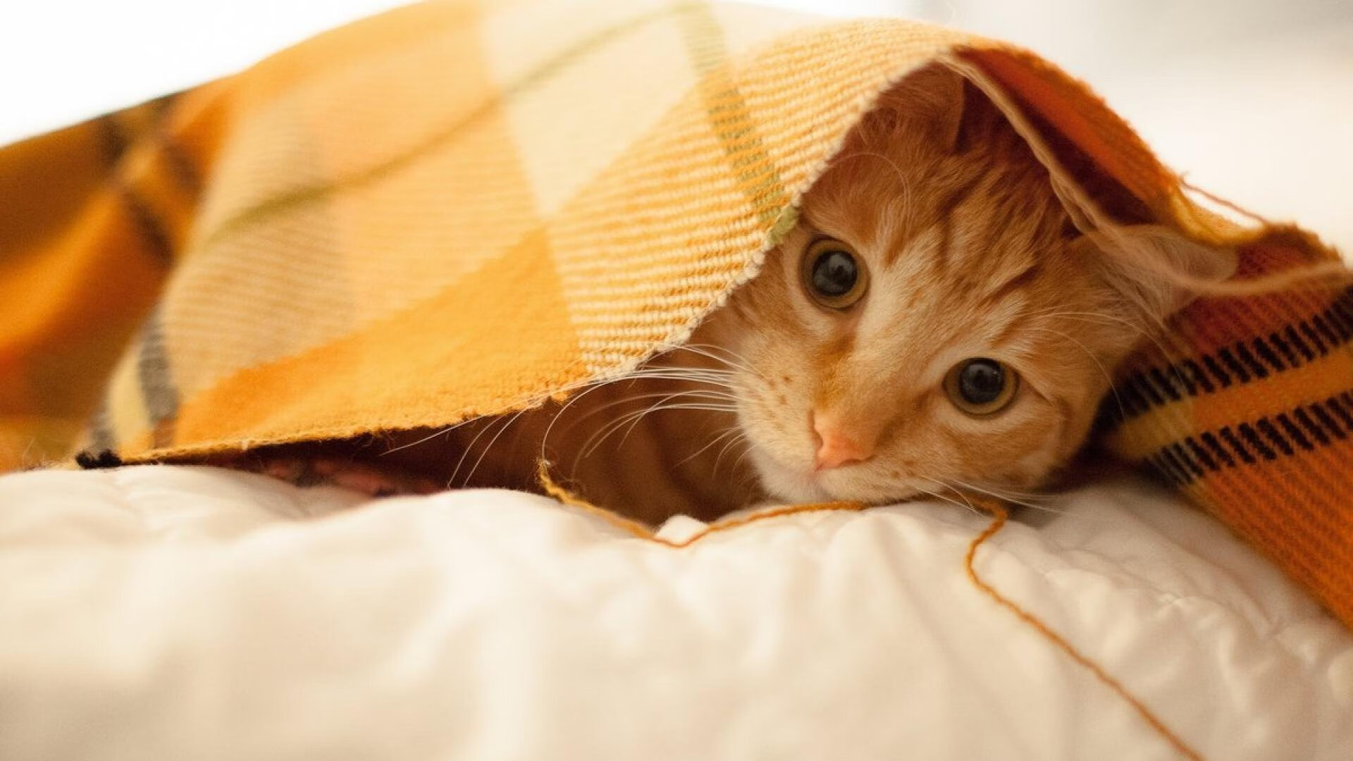 中国瑜伽代表队在国际比赛中获奖，中国瑜伽代表队在国际比赛中获奖名单