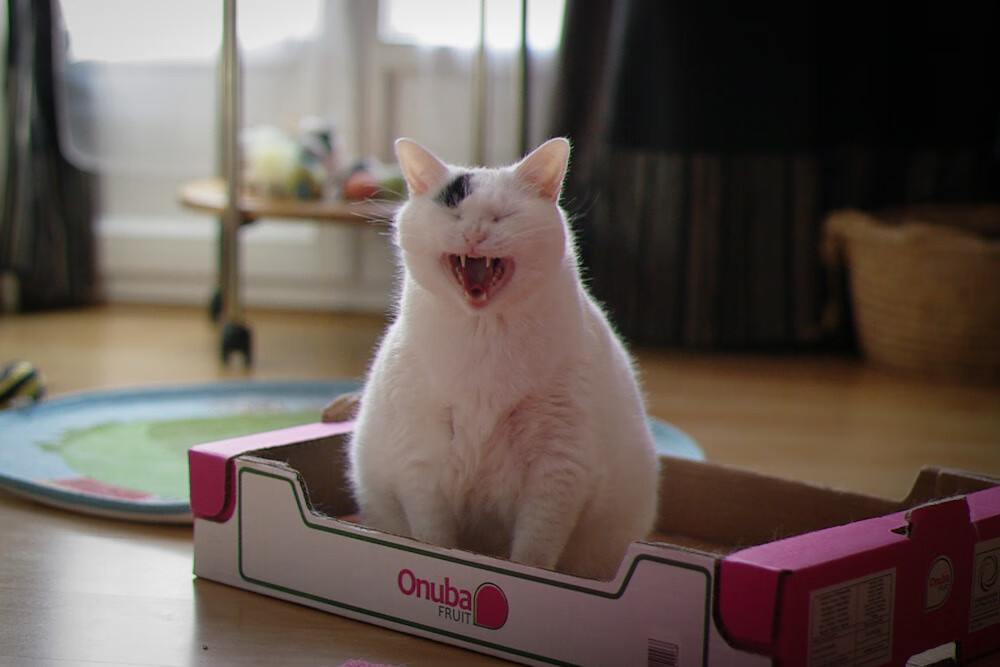 印度体育界积极吸引资本，推动职业联赛的发展。，印度体育实力