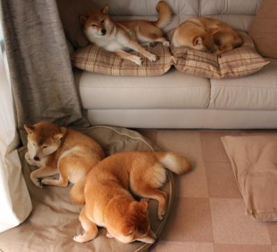 山东鲁能主场大捷,积分榜前三位置牢固,山东鲁能现场