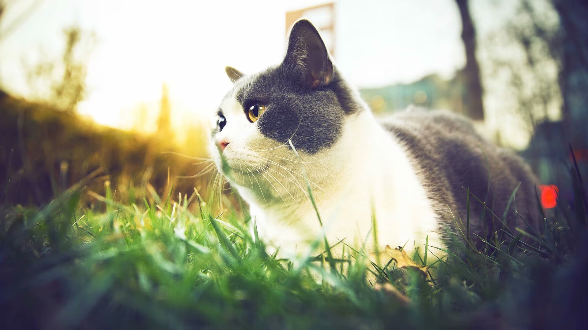 正在发生的精彩足球赛事，谁将笑到最后？，足球比赛事件