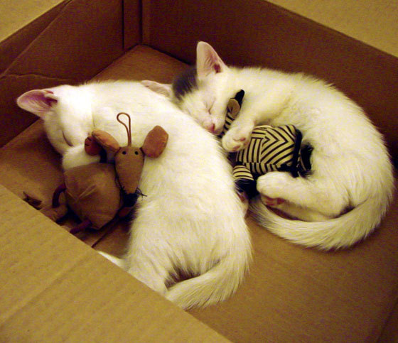 足球赛事战绩喜人,球员技术精益求精,足球比赛术语大全