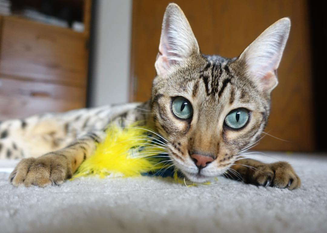 NBA球员赛季得分趋势,nba球员赛季总得分