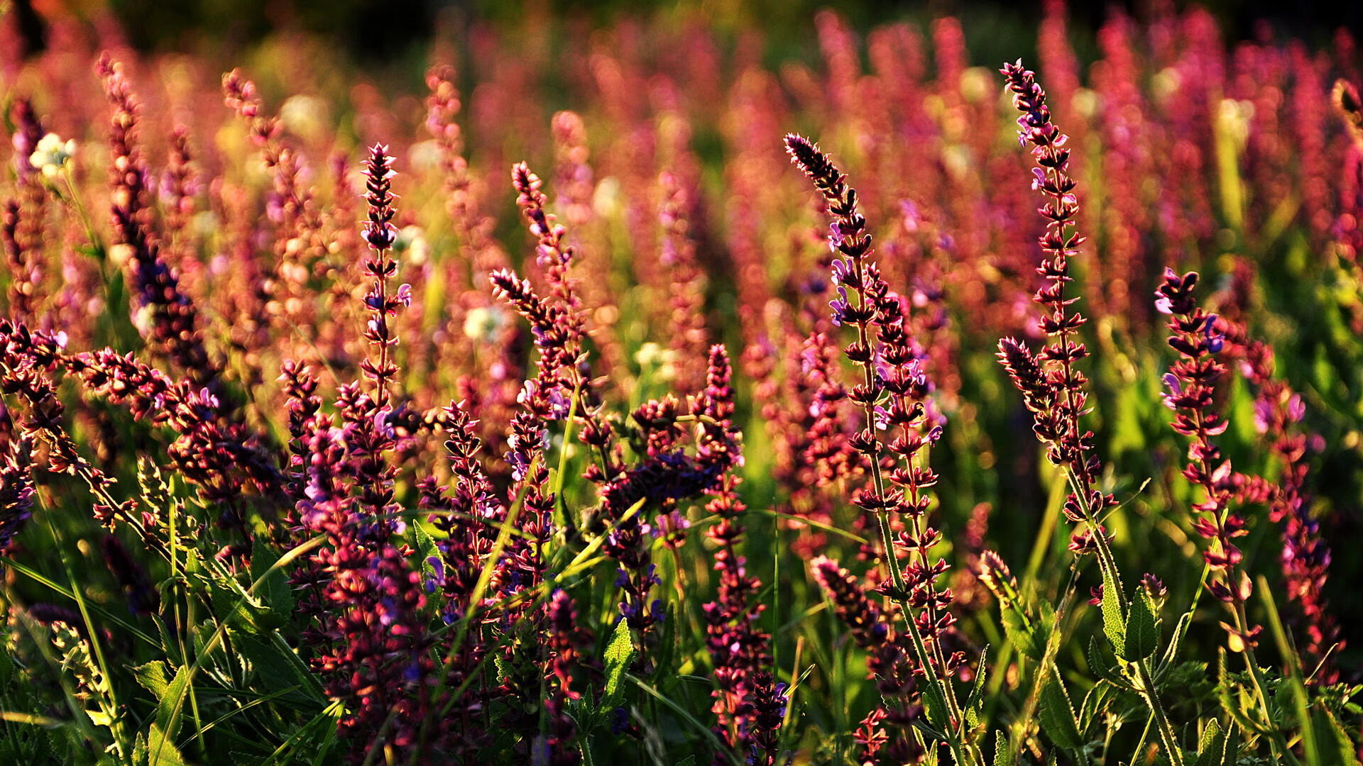 中超联赛教练执教风格分析,中超足球教练
