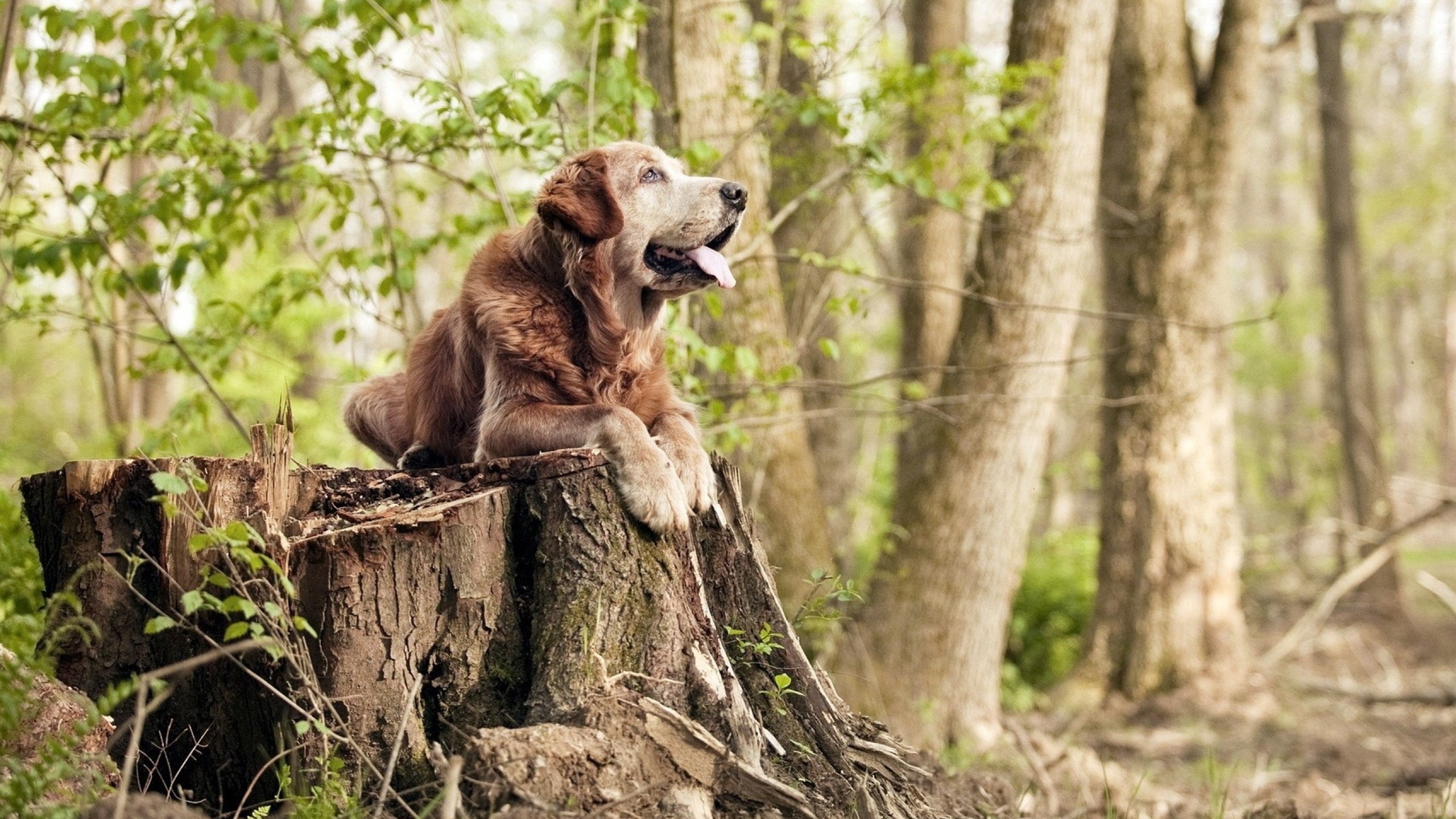 转换进攻中节奏变化如何引发失误,进攻转化率是什么意思