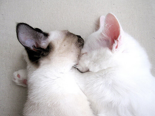 中国足球国家队强调体能与速度平衡发展，中国足球运动员的体能标准