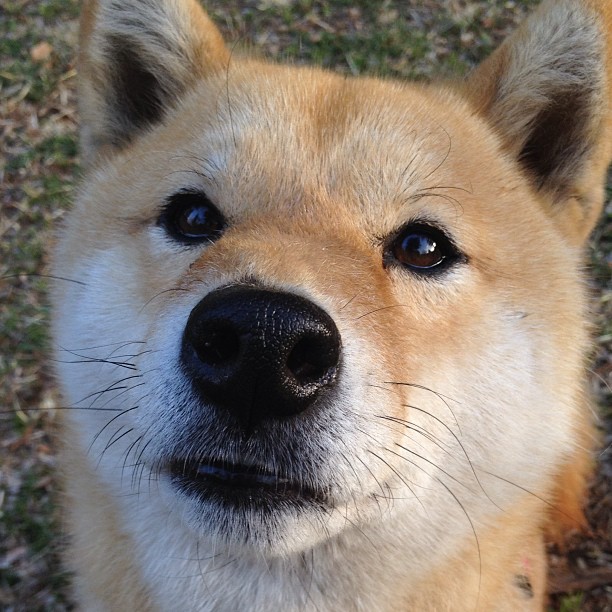 格鲁吉亚男篮在欧洲锦标赛中冲击奖牌,传统强队再崭露头角,格鲁吉亚篮球水平