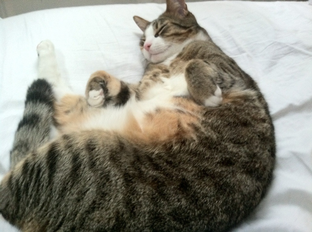 自由泳短程希腊速度爆发,自由泳43秒