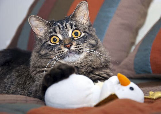 莱索托男篮在非洲赛场中谋求突破,电视关注度不断提升